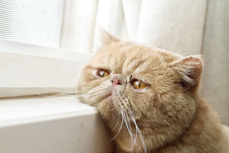 10+ Melancholic Cats Who Are Waiting For Their Humans To Return