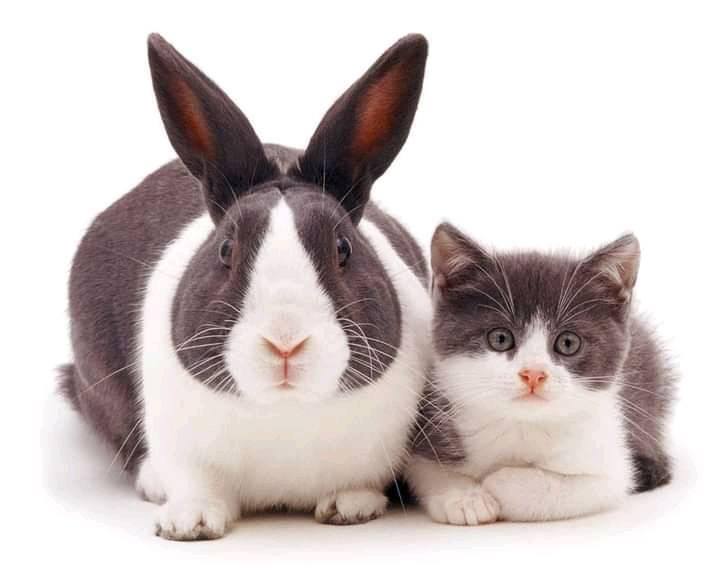 12 Cats And Rabbits That Look Like Brothers From Same Mothers