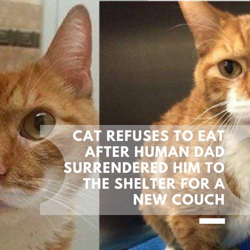 Cat Refuses To Eat After Human Dad Surrendered Him To The Shelter For A New Couch
