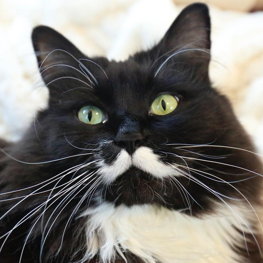 15+ Cats And Dogs Whose Looks Will Make Us Stare