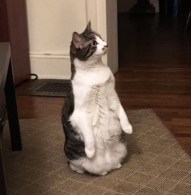 Fun and Cute Catto Videos vs Images Will Cheer You Up #150 – KingdomOfCats