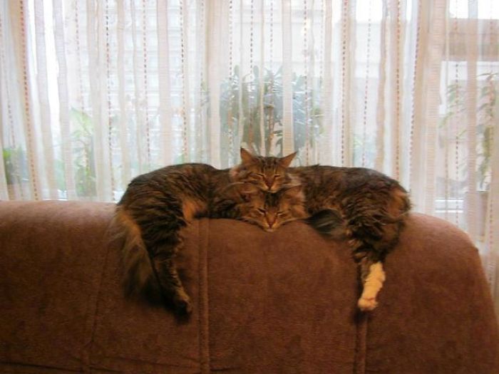 Times People Caught Their Cats Sleeping Together In Such Weird Positions, They Just Had To Share Them