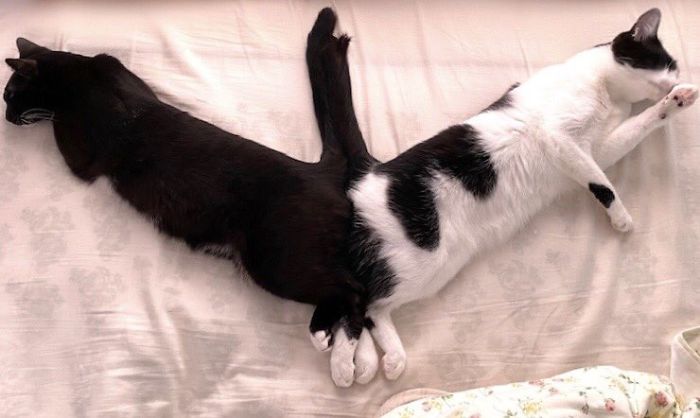 The best 20 cat videos of the day ( February 18 )