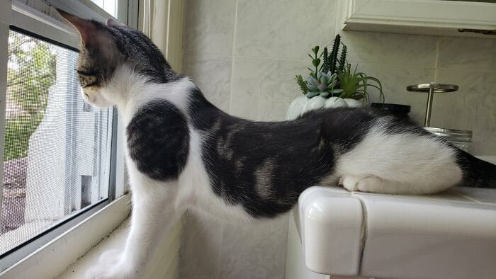 25 Cats and Dogs Who Love To Spy On Their Neighbors