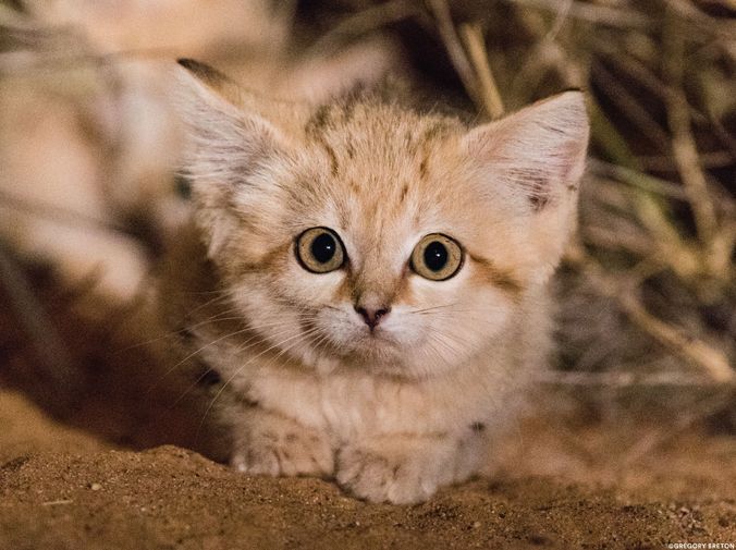 Sand Cat Kittens Spotted in the Wild for First Time and Captured on Camera