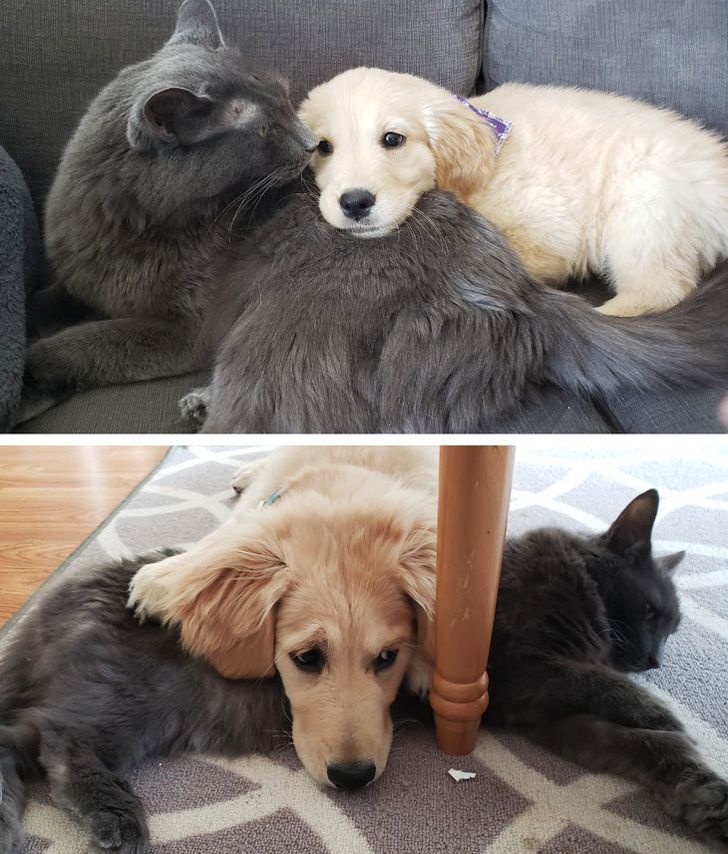 17 Pics That Prove Dogs and Cats Have Special Relationships That We Can Never Understand