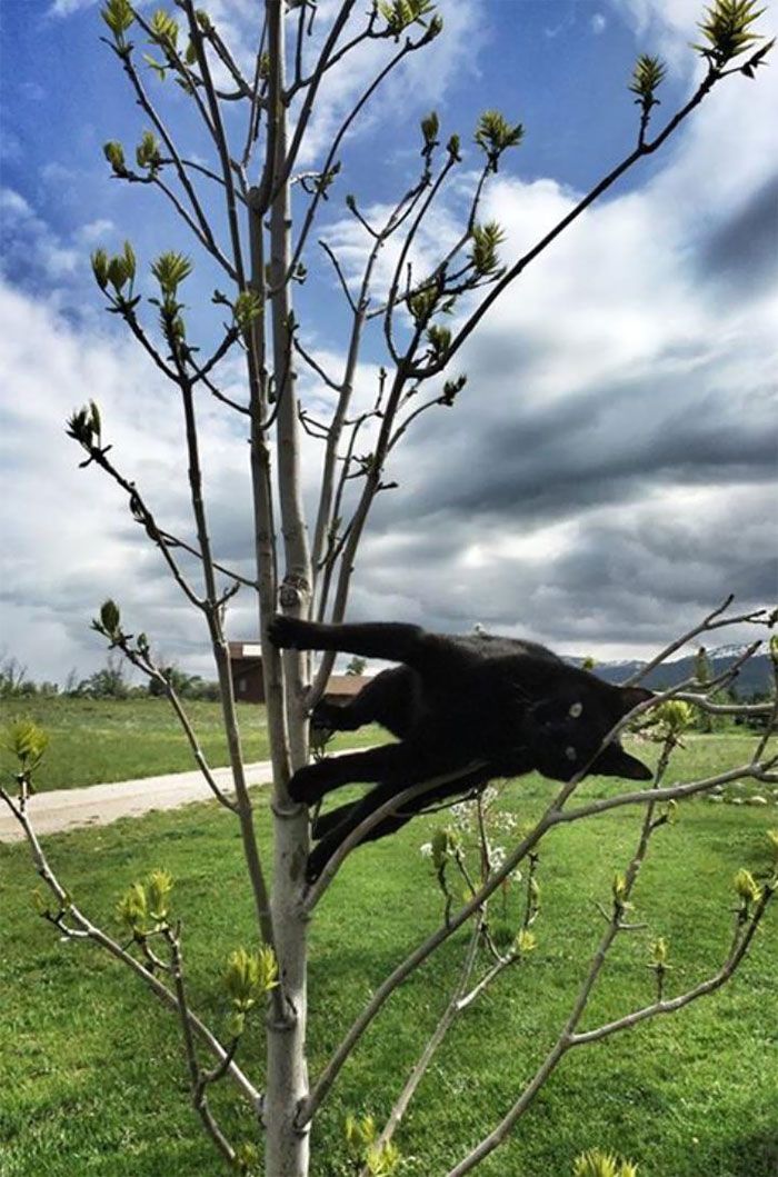 Fun and Cute Catto Videos vs Images Will Cheer You Up #66 – KingdomOfCats