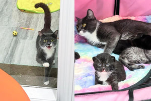 Cat Waits by the Door Each Day to Greet the Person Who Didn't Hesitate to Help Her and Four Kittens