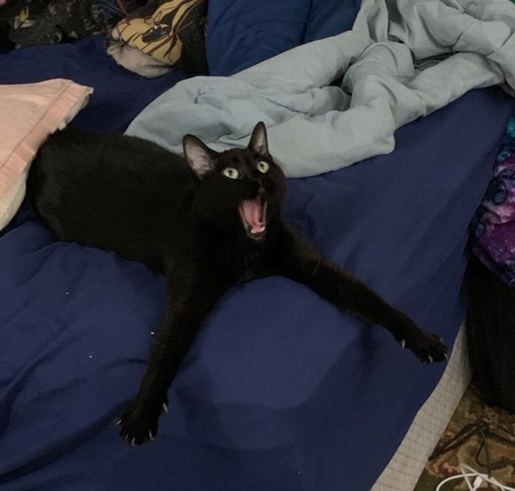 16 Cat Owners Who Forgot The Word “Boredom” After Getting A Cat