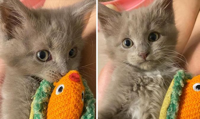 Kitten with Fuzzy Hair and Unbridled Energy Thrives With Help of Other Cats, and Finds Family of Her Dreams