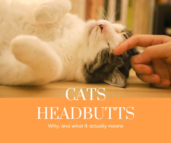 Cats Like Headbutts, But Most People Don't Know What It Actually Means And Why We Do It Back To Them