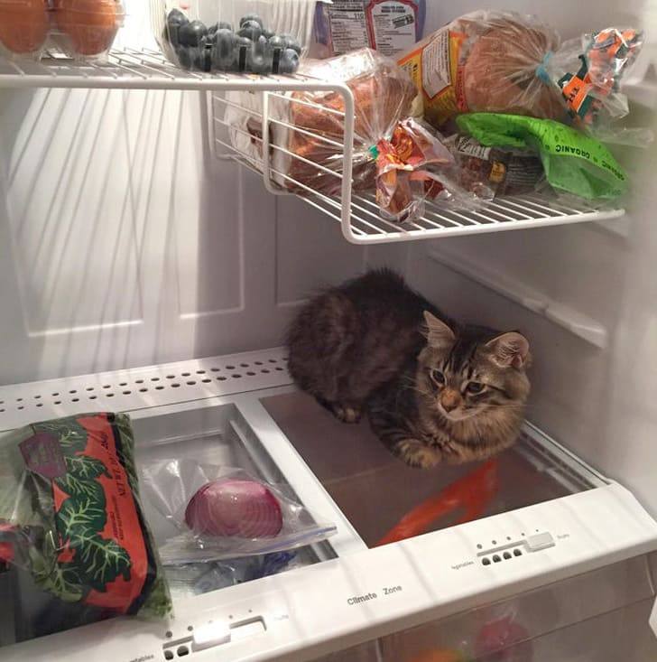 10+ Cats Who Always Take Over The Best Places To Play In The House