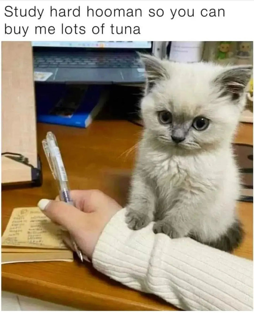 Fun and Cute Catto Videos vs Images Will Cheer You Up #9