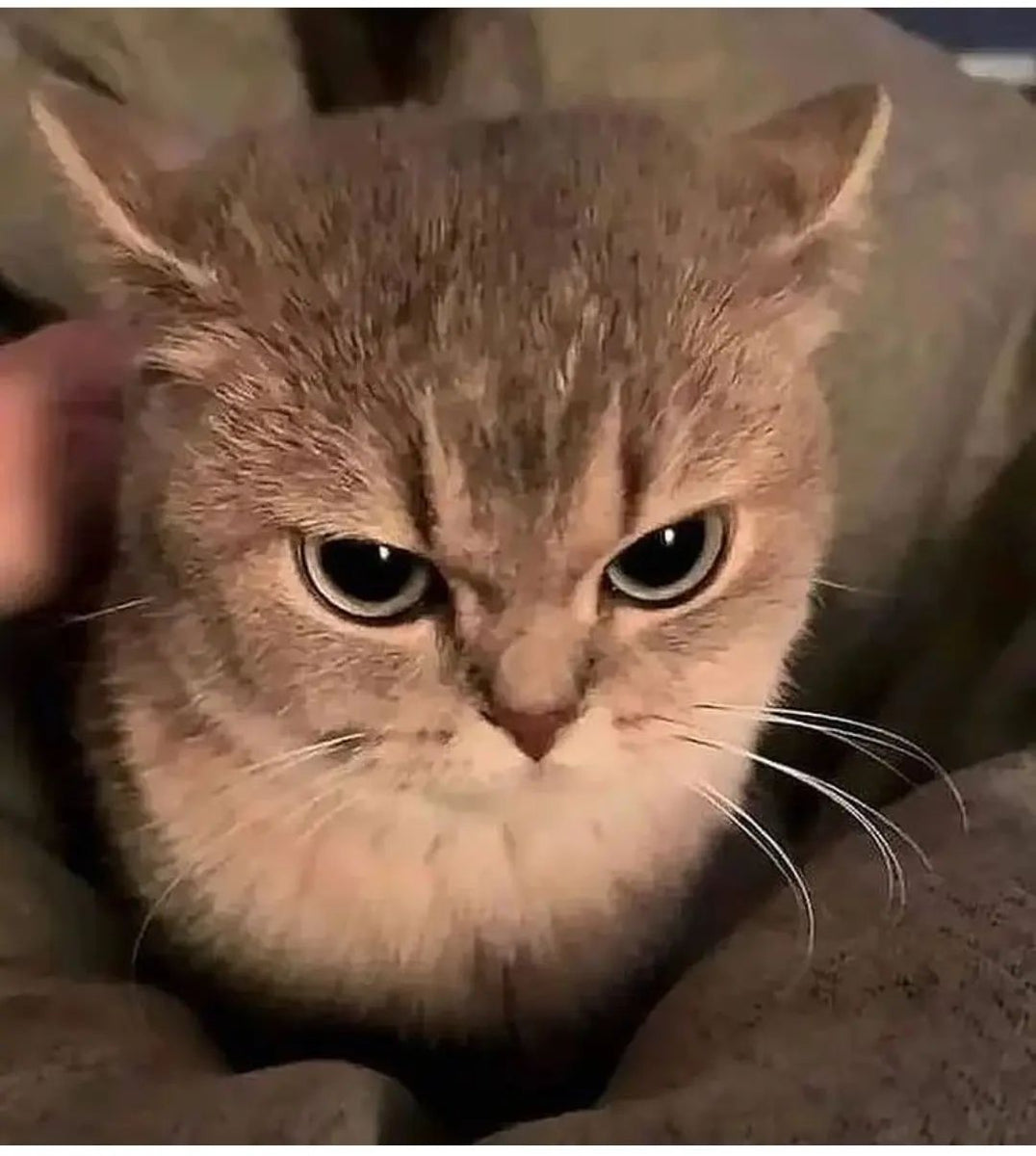 Fun and Cute Catto Videos vs Images Will Cheer You Up #6 – KingdomOfCats