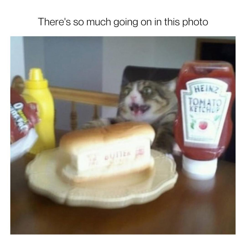 Cat Videos and Meme Pictures For Your Days