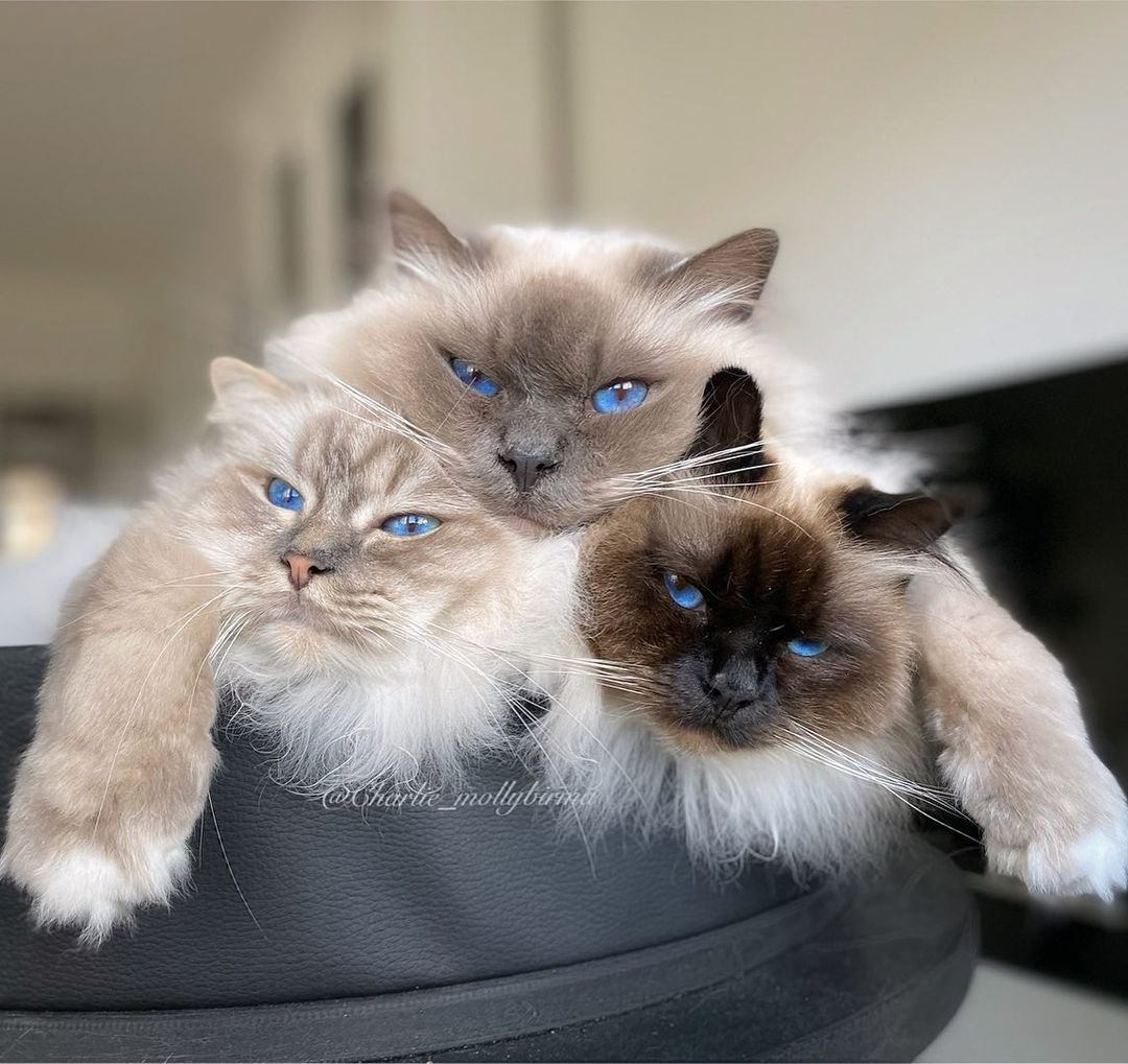 Cutie Catto Videos Of The Day – KingdomOfCats