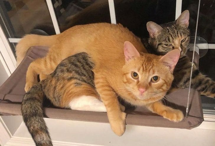 10+ Photos Proving That Life With A Cat Is An Adventure Filled With Love And Fun