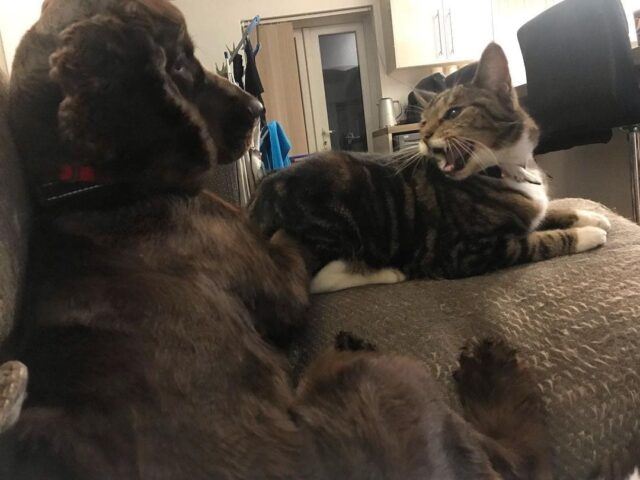 These Cats Aren’t Really Liking These Dogs And It’s Pretty Funny