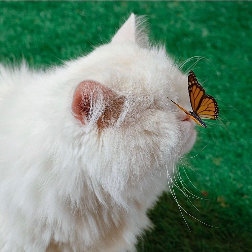 Cute Cat And Chonky Catto Videos For Your Day