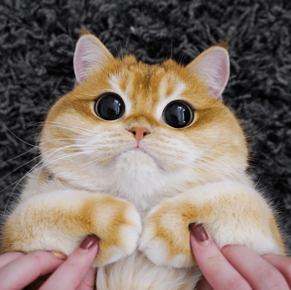 Those Cats and Animals Pictures Steal Human’s Hearts With Their Eyes