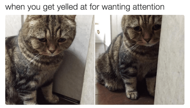 10 Things Cats Do That You Will Relate To