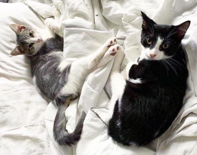 Kitten Brothers Found Wandering the Streets, Help Each Other Thrive and Hope for Home Together