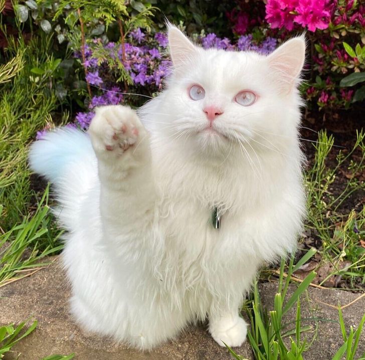 18 Cats That Purr Out From the Furry Crowd With Their Unique Features