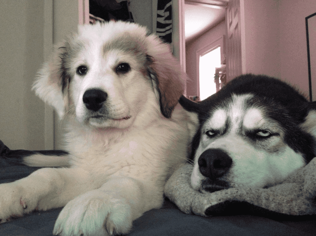 20+ Puppies Whose Eye “Expressions” Would Win An Oscar