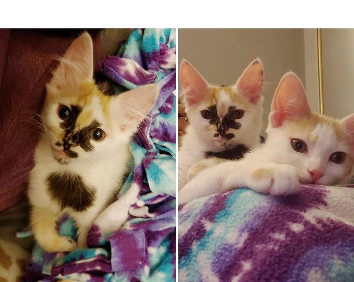 Kitten with Beautiful Markings Bounces Back and Thrives with Her Sister, Now They Have Their Dream Come True