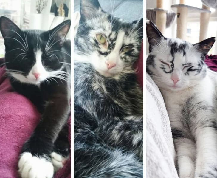 24 Cats And Dogs Who Have Very Unique And Bizarre Looks