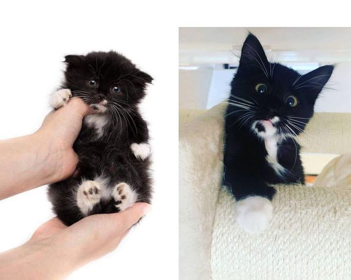 Kitten with Rare Condition Strives to Grow Big and Strong and Won't Let Anything Slow Him Down