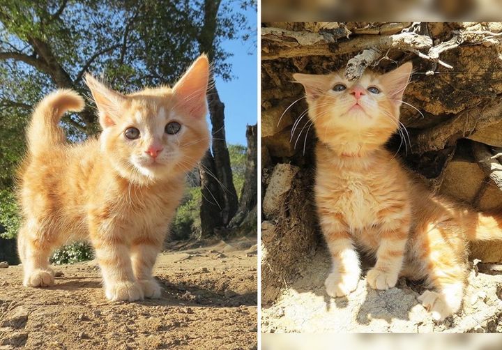 Stray Kitten Found in Parking Lot Insists on Being with Family that Took Him in