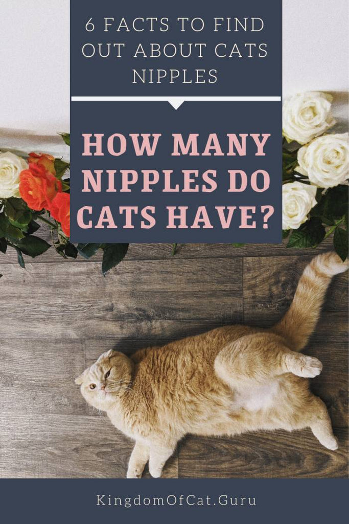 6 Facts To Find Out About Cats Nipples: How Many Nipples Do Cats Have?