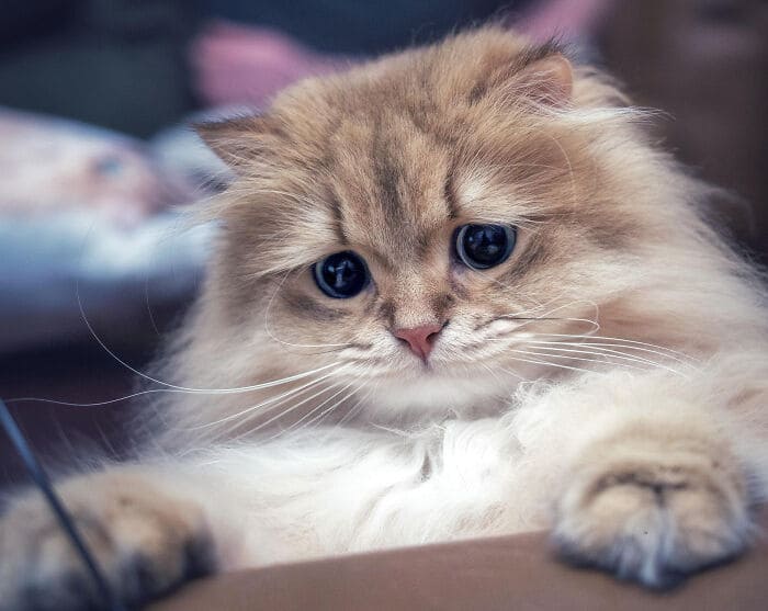 People Online Are Sharing The Fluffiest Cats In The World