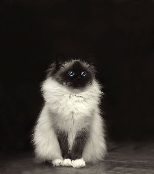 10+ Of The Fluffiest Cats In The World