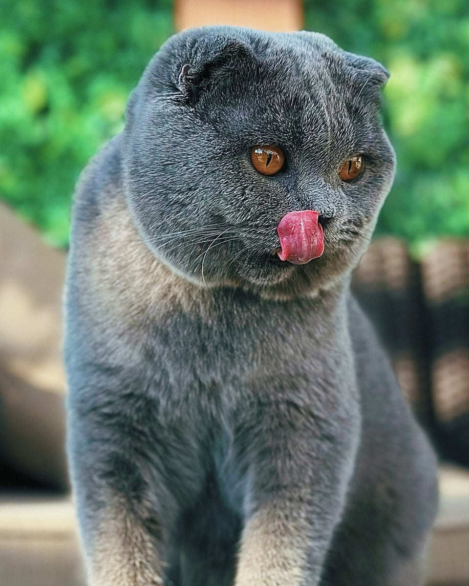 Fun and Cute Catto Videos vs Images Will Cheer You Up #21 – KingdomOfCats