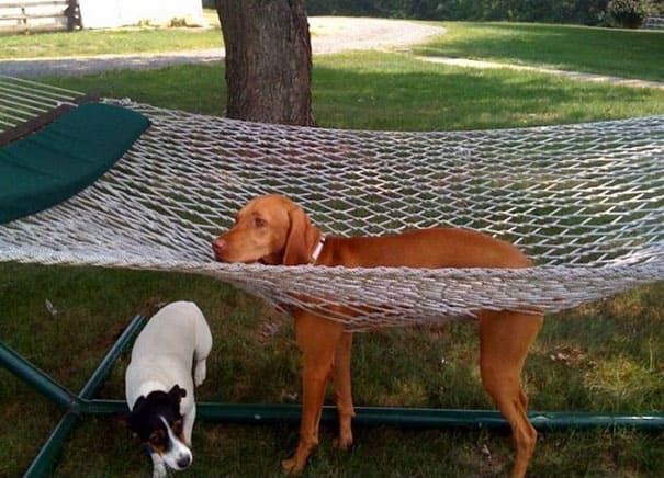 29 Pets Who Have No Concept Of Family Furniture