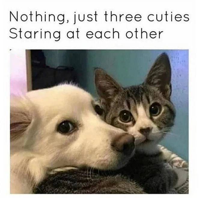 Cat Memes Pictures and Videos For Your Day