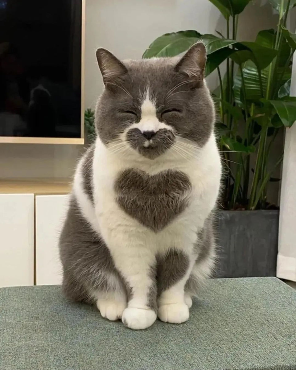Fun and Cute Catto Videos vs Images Will Cheer You Up #44 – KingdomOfCats