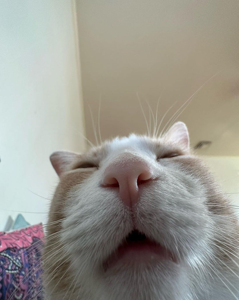 Fun and Cute Catto Videos vs Images Will Cheer You Up #172