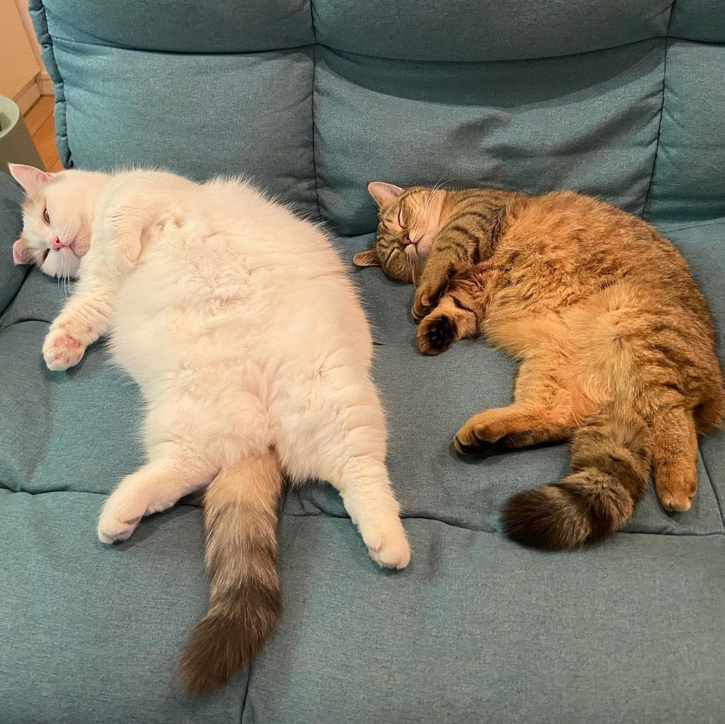 Fun and Cute Catto Videos vs Images Will Cheer You Up #167