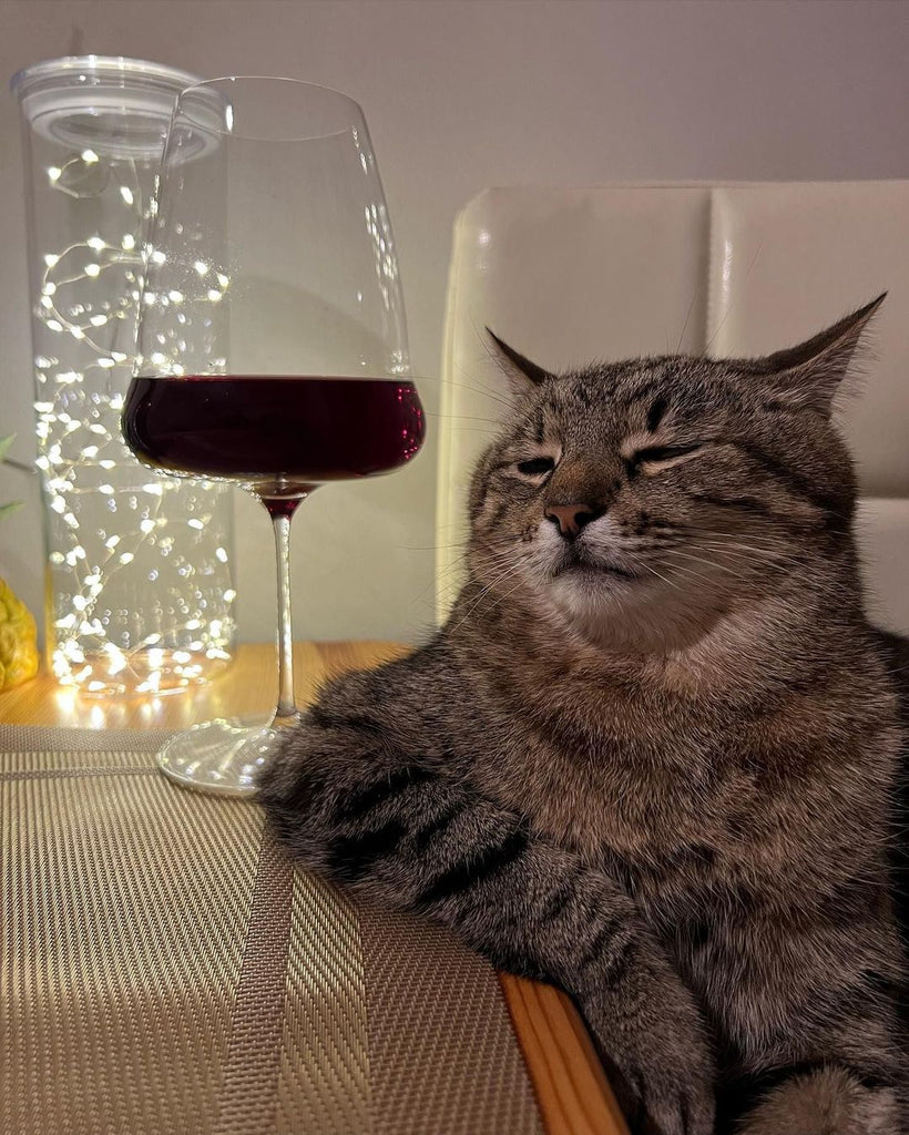 Fun and Cute Catto Videos vs Images Will Cheer You Up #164