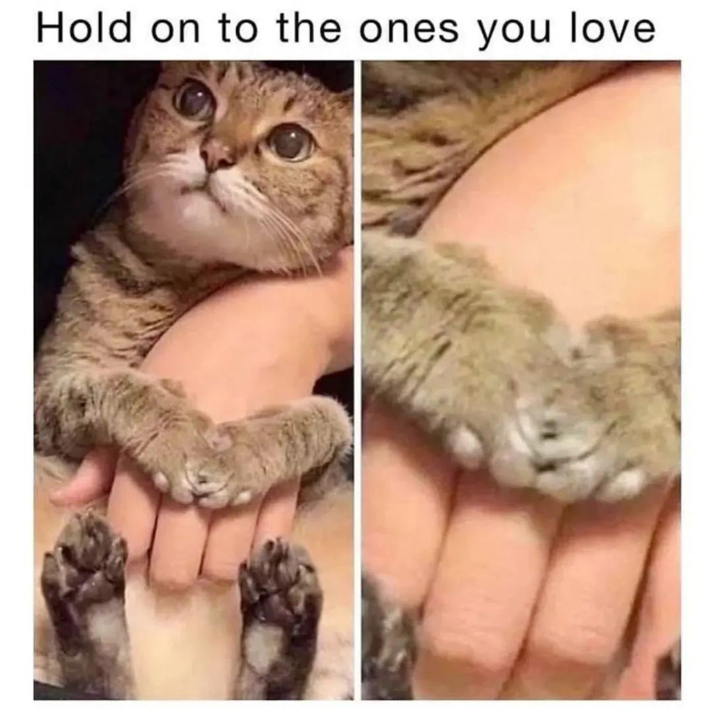 Cute And Adorable Catto Vids Will Cheer You Up