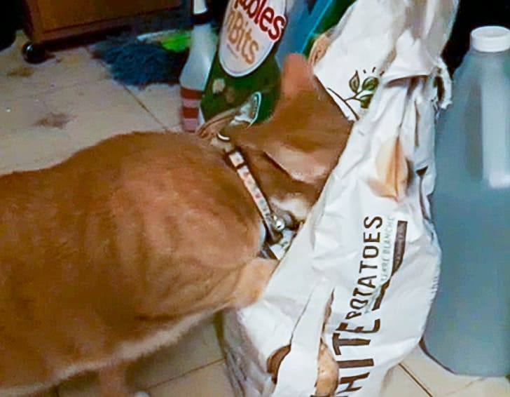 20+ Hungry Pets Who Will Do Anything To Get Food