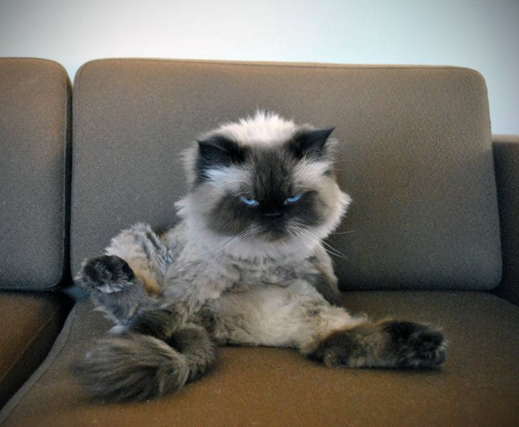 20 Pics Of Confused Animals That Will Put A Big Smile On Your Face ...