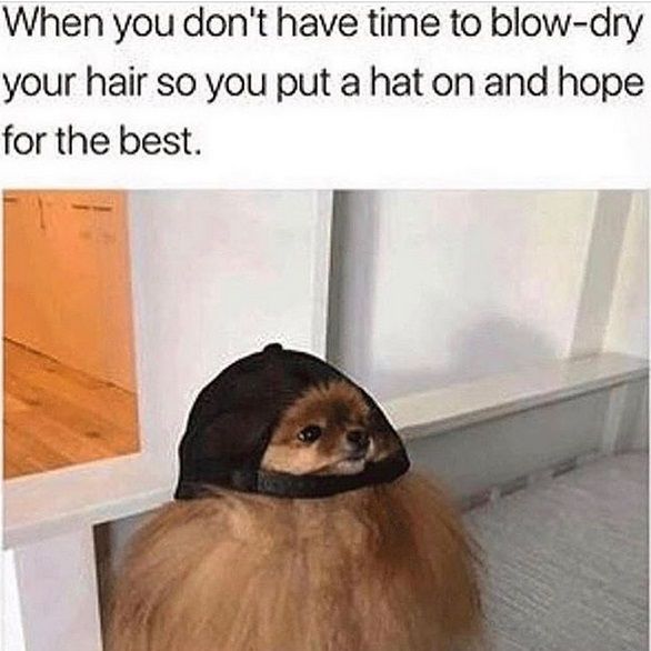 15 Funny Pomeranian Memes That Will Make Your Day!