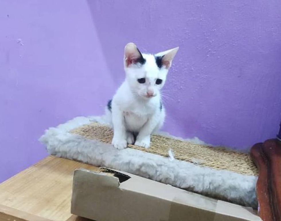 Orphan Kitten Sneaks into a Nest of Small Kittens and Insists on Being Part of Their Family