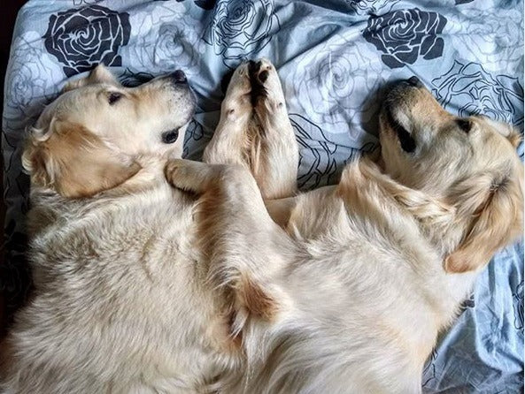 15 funny pictures showing the true temperament of Golden Retriever