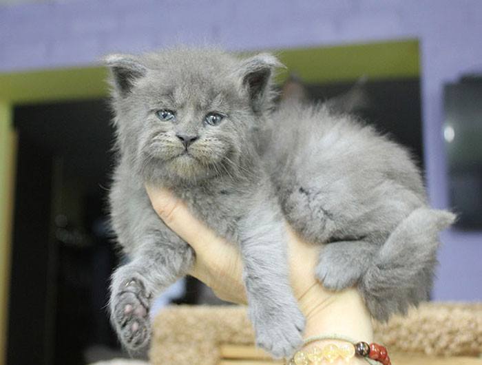 This Whole Litter Of Maine Coon Kittens Were ALL Born With Cute But Grumpy Faces