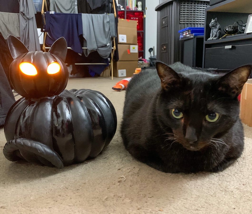 20 Cats Who Are Ready To Get Into The Halloween Spirit